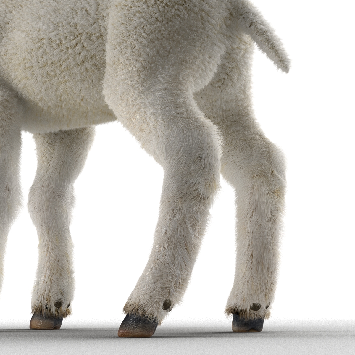 3D Lamb with Fur model