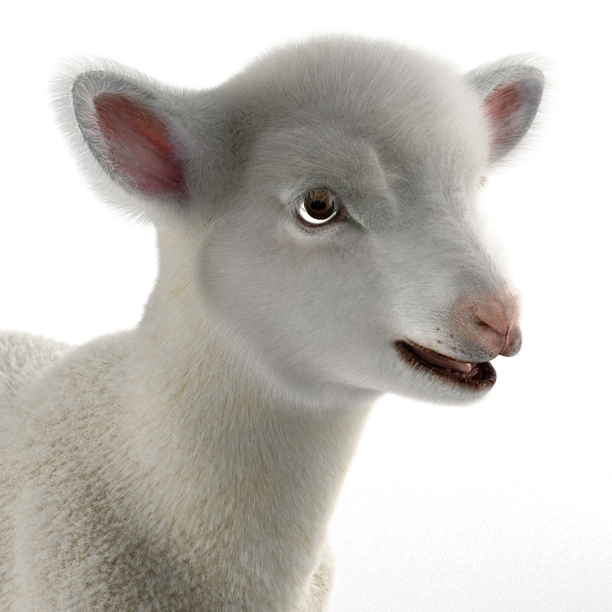 3D Lamb with Fur model