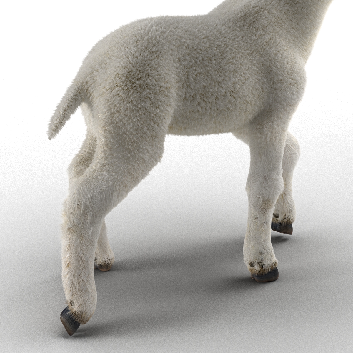 3D model Lamb Pose 2 with Fur