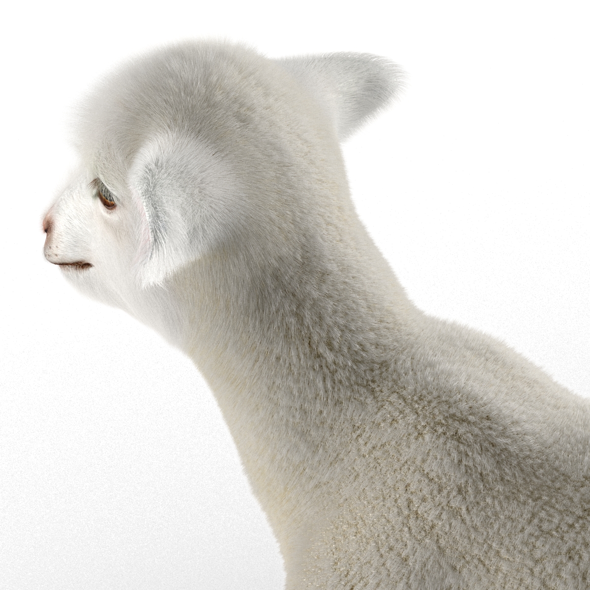 3D model Lamb Pose 2 with Fur