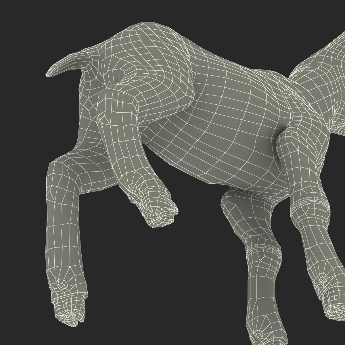 3D Lamb with Fur model