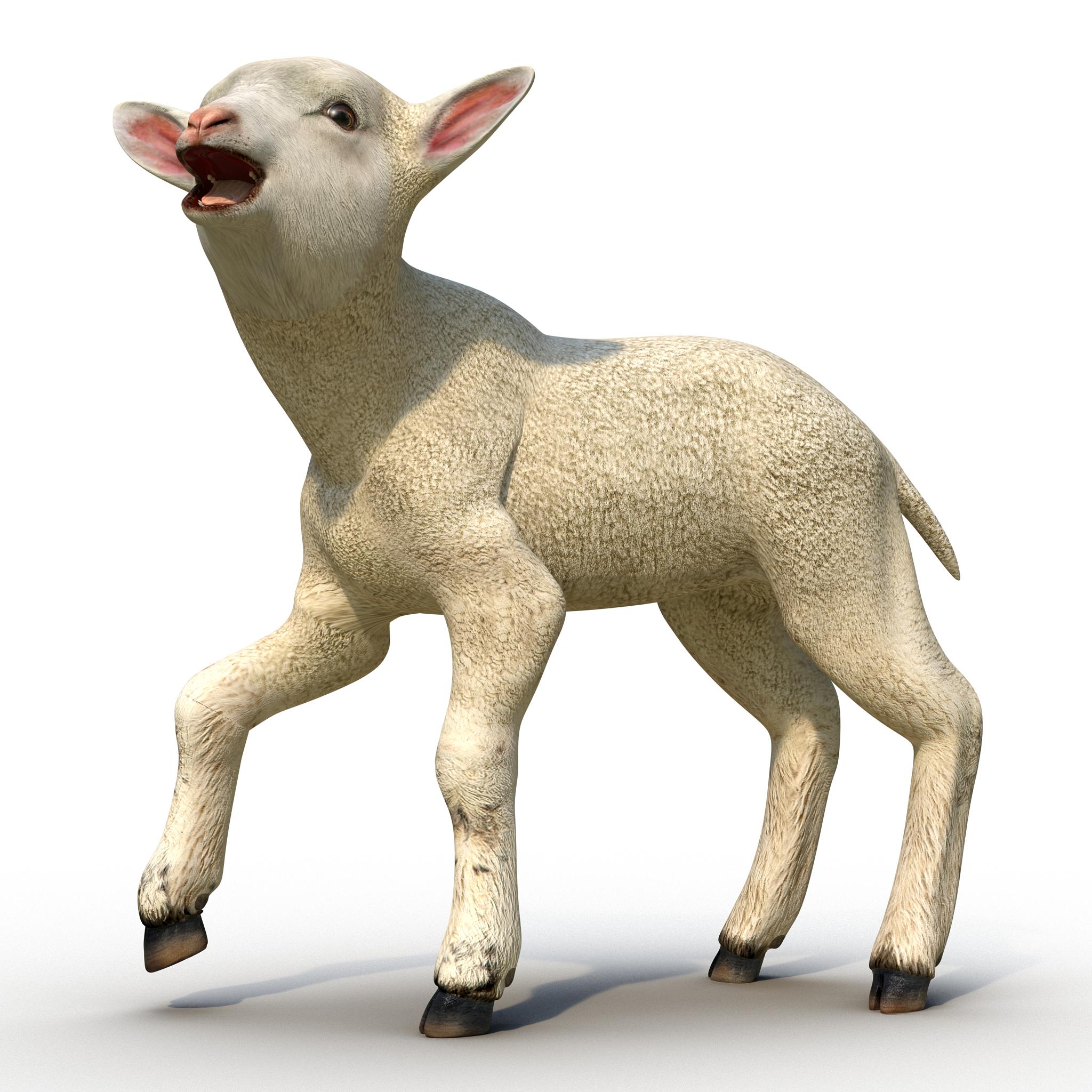 3D Lamb Rigged