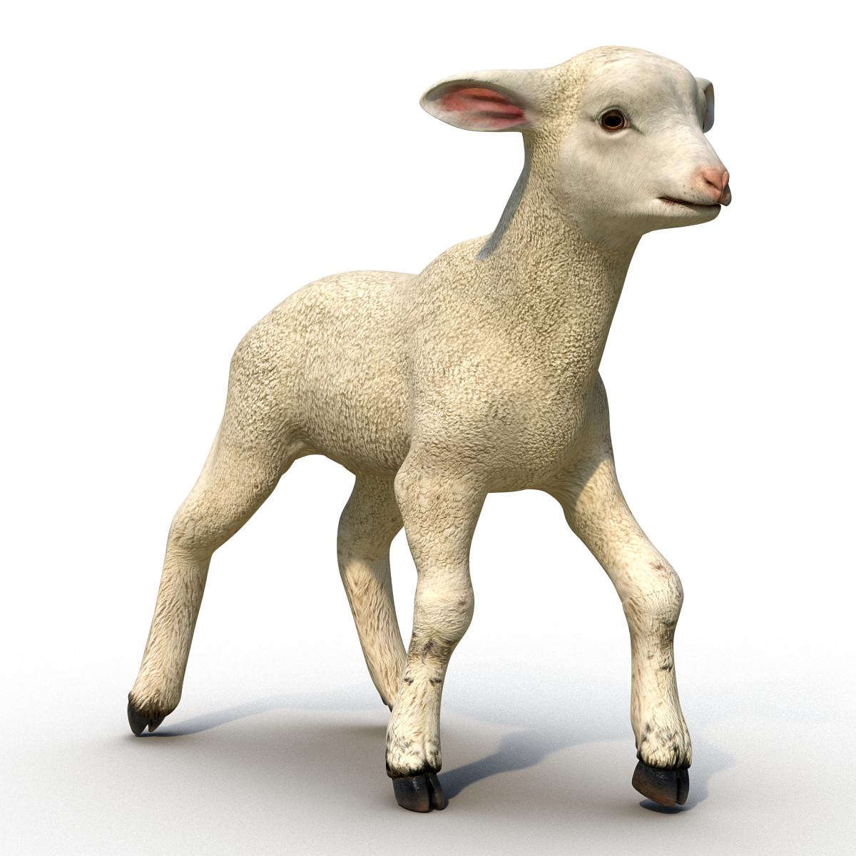 3D Lamb Rigged