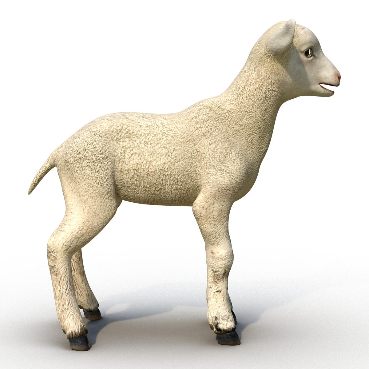 3D Lamb Rigged