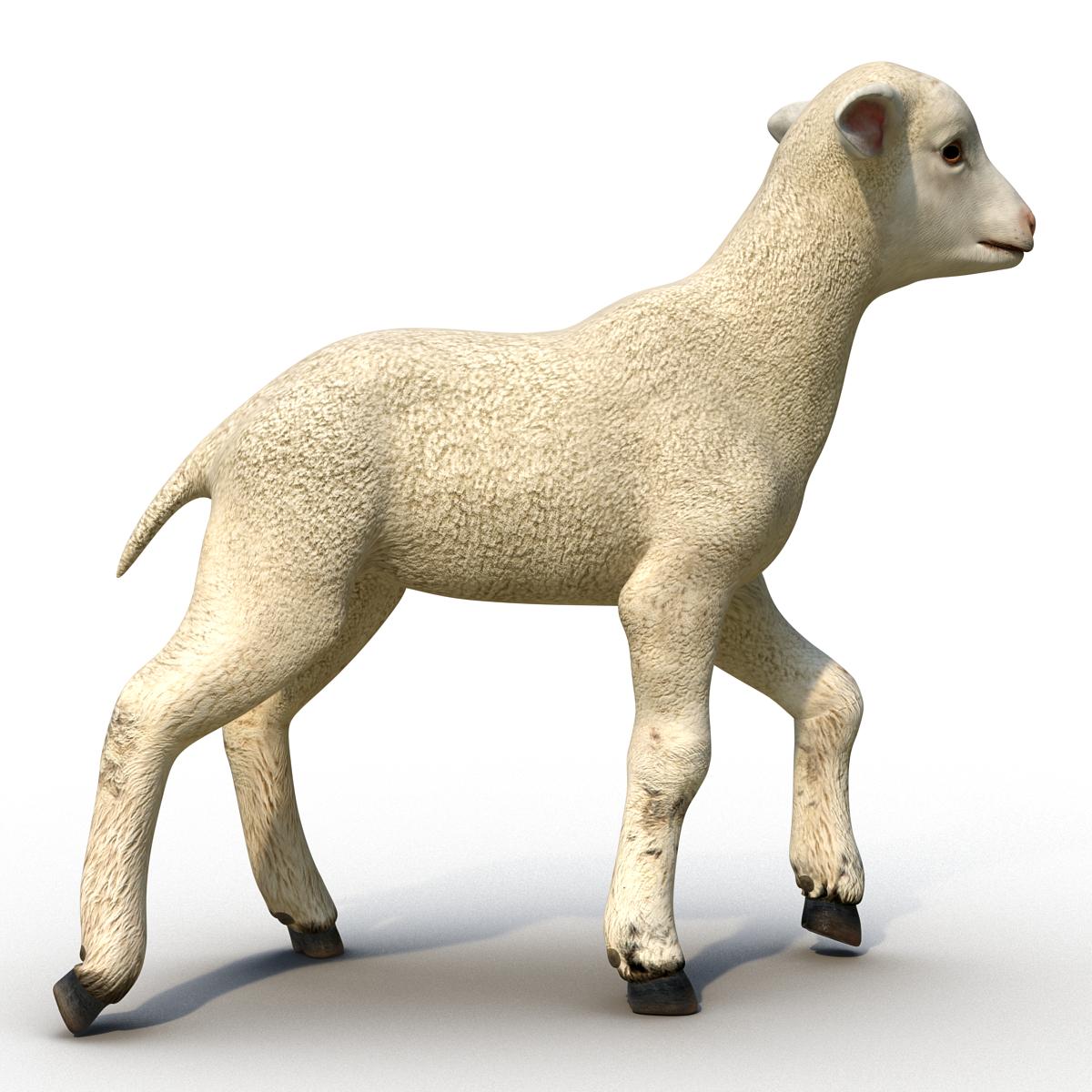 3D Lamb Rigged