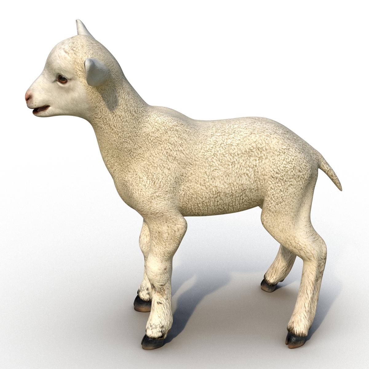 3D Lamb Rigged