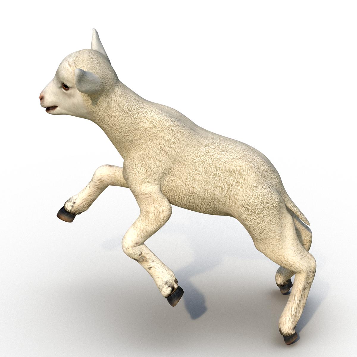 3D Lamb Rigged