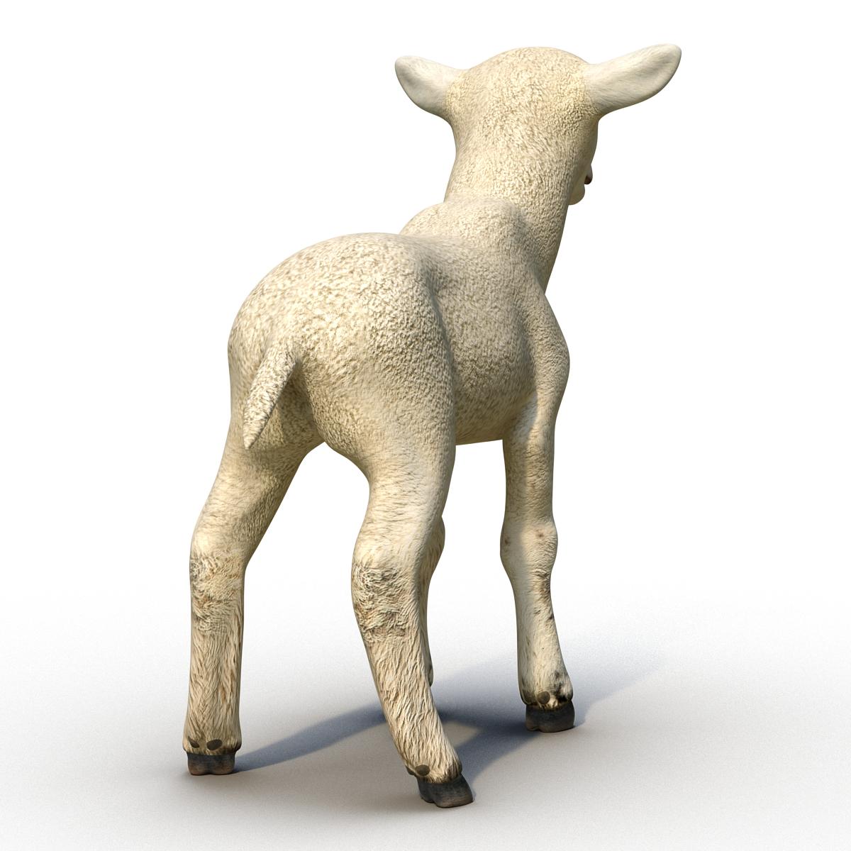 3D Lamb Rigged