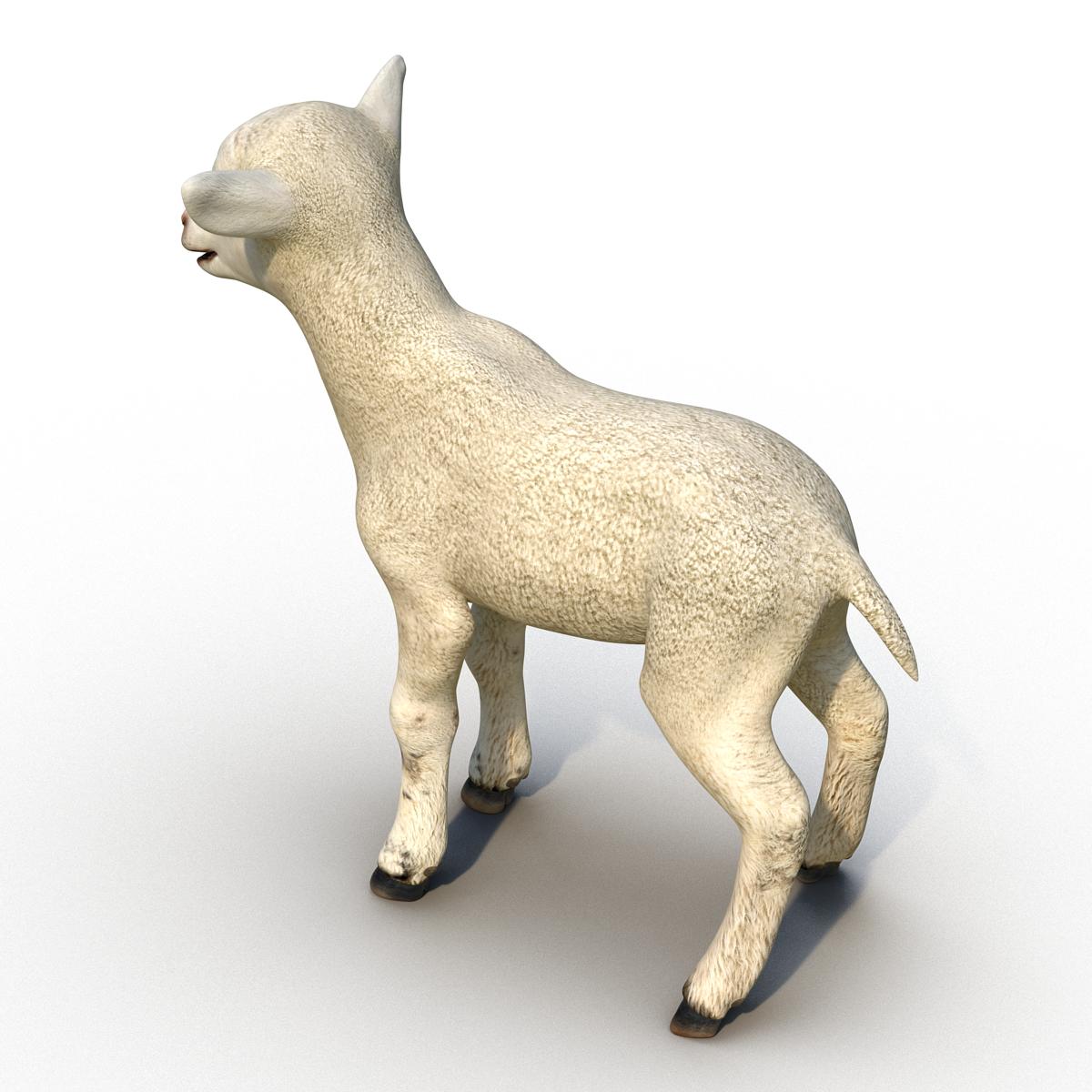 3D Lamb Rigged