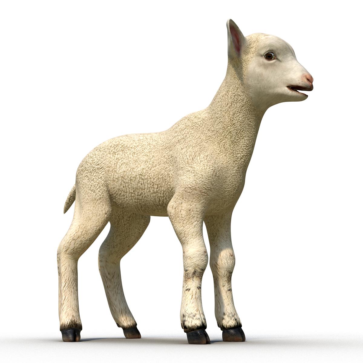 3D Lamb Rigged