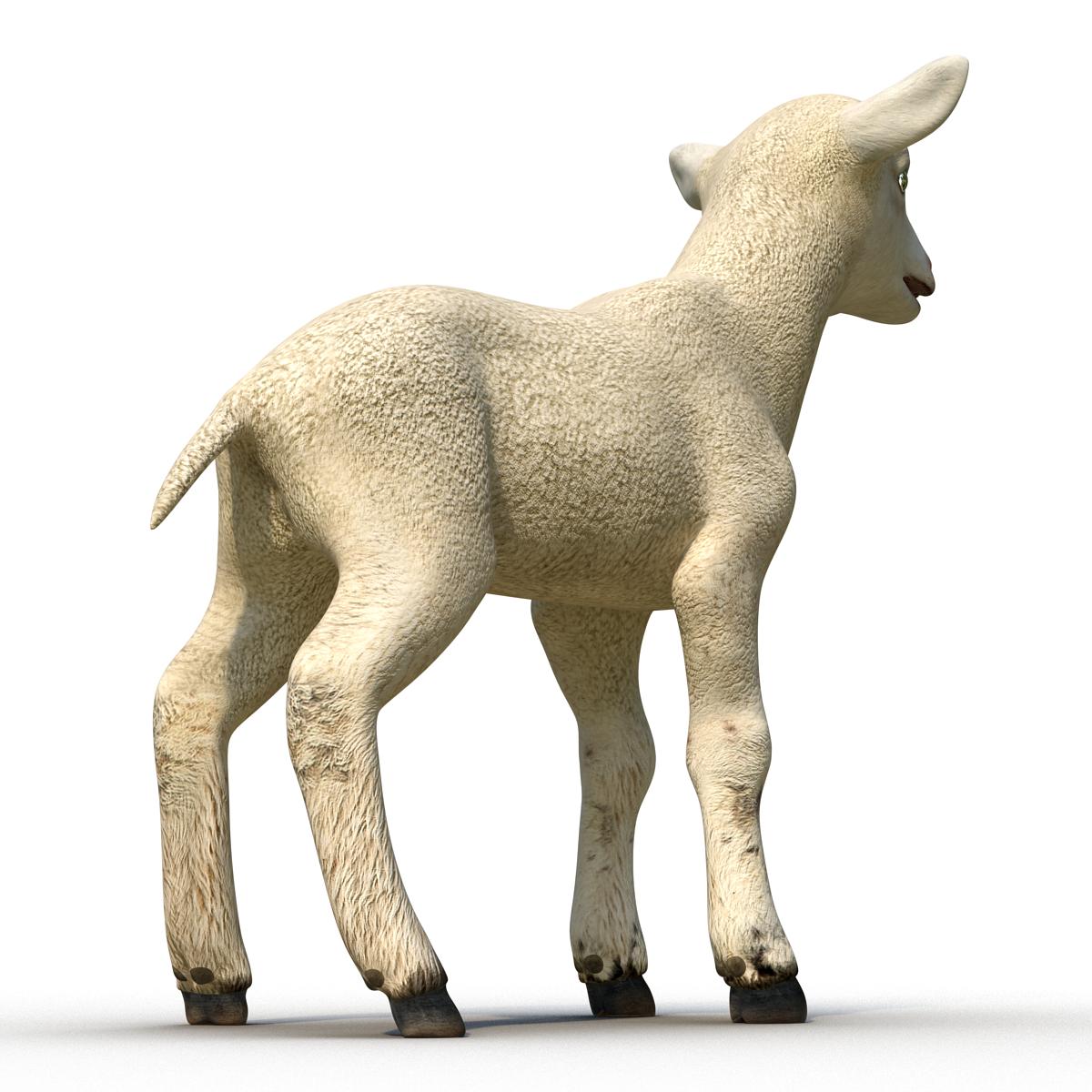 3D Lamb Rigged