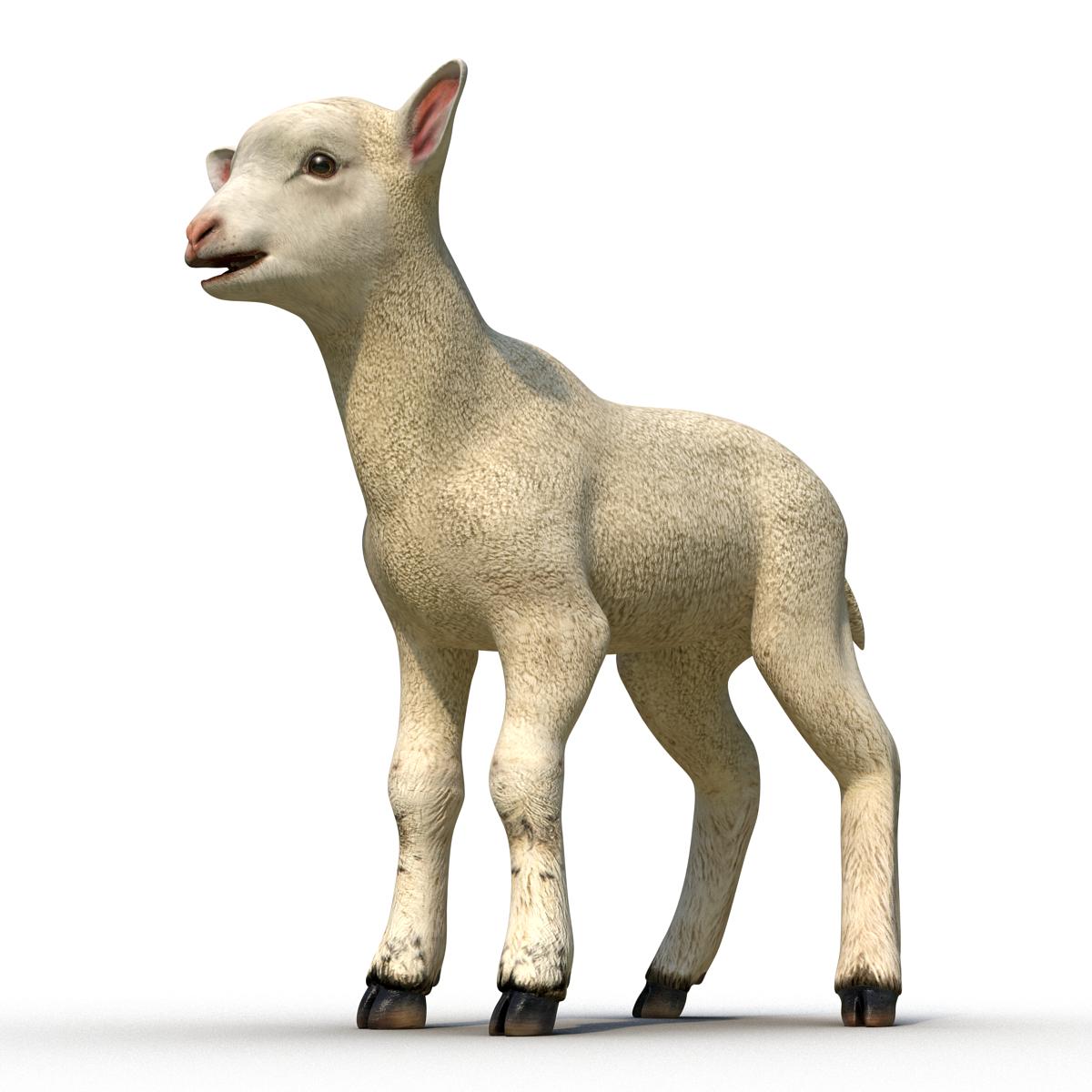 3D Lamb Rigged