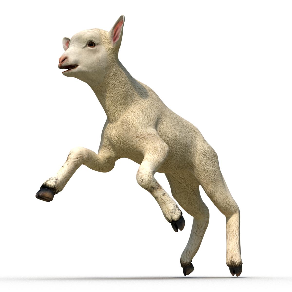 3D Lamb Rigged