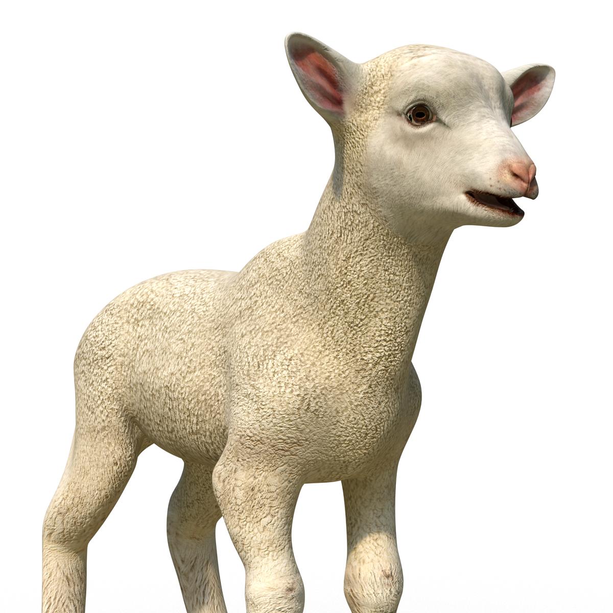 3D Lamb Rigged