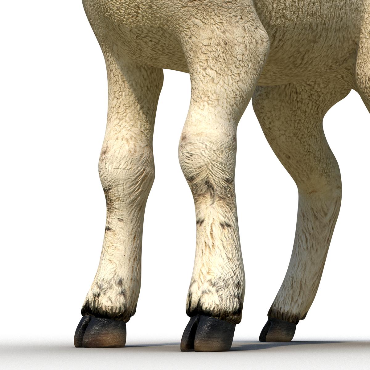 3D Lamb Rigged