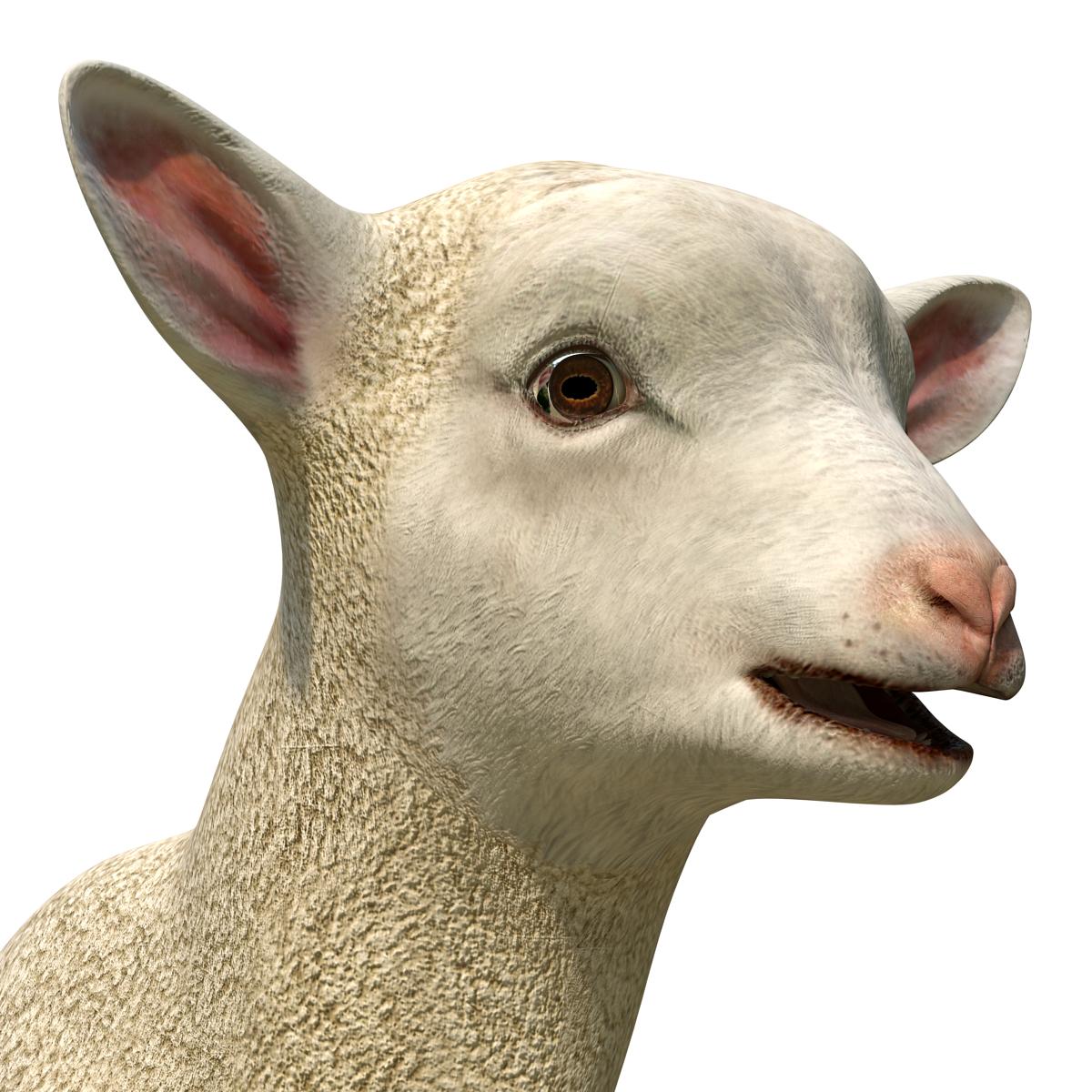 3D Lamb Rigged