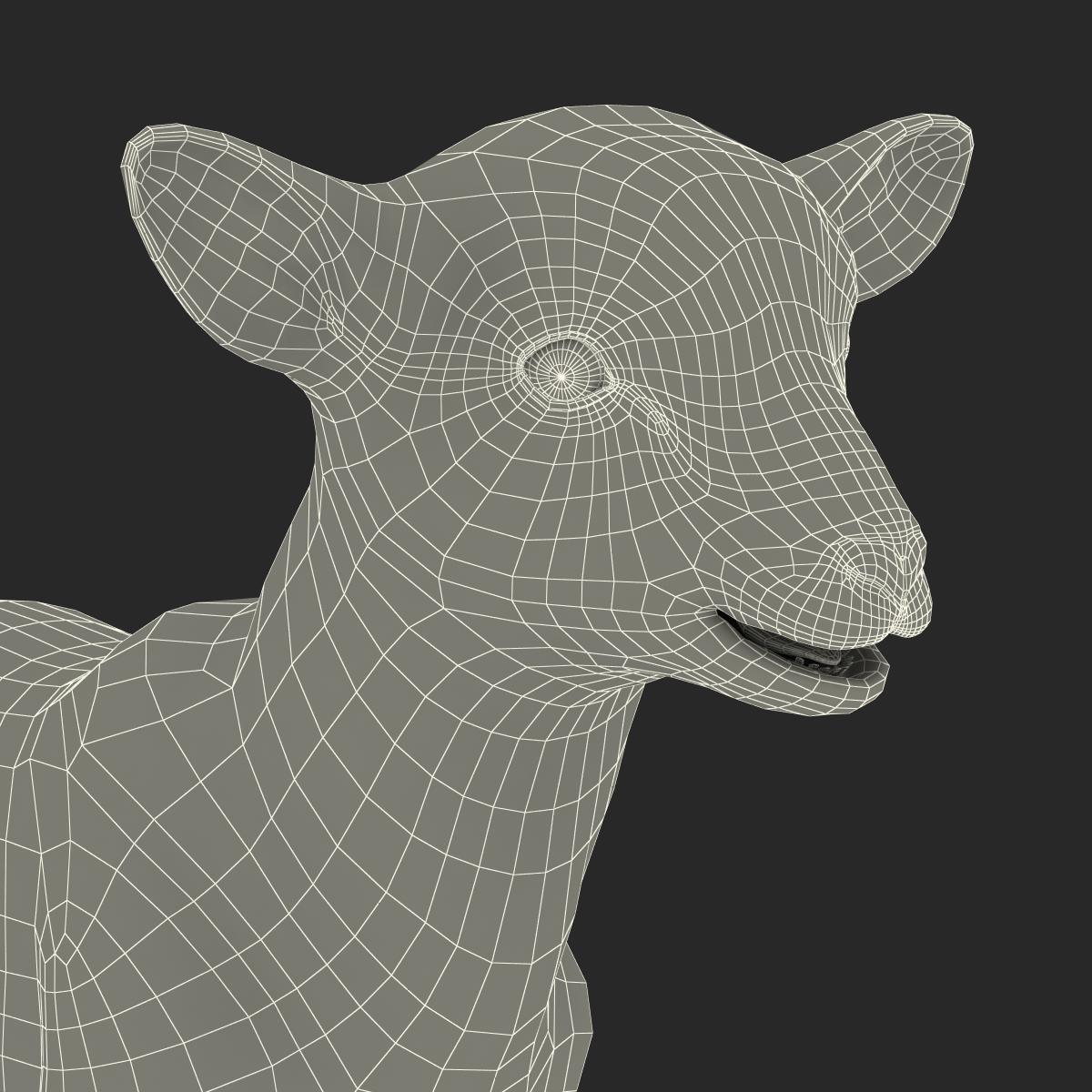 3D Lamb Rigged