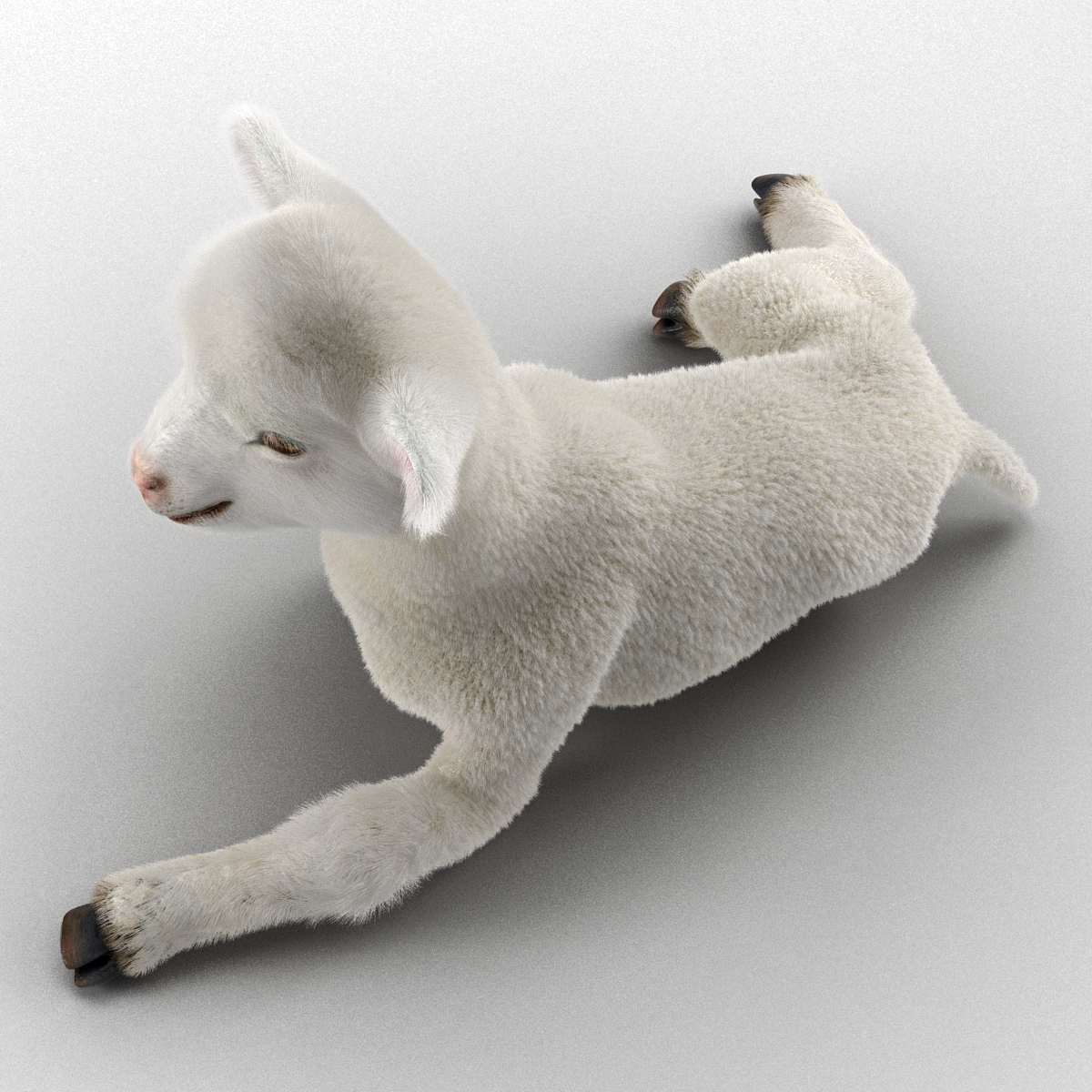 3D model Lamb Pose 4 with Fur