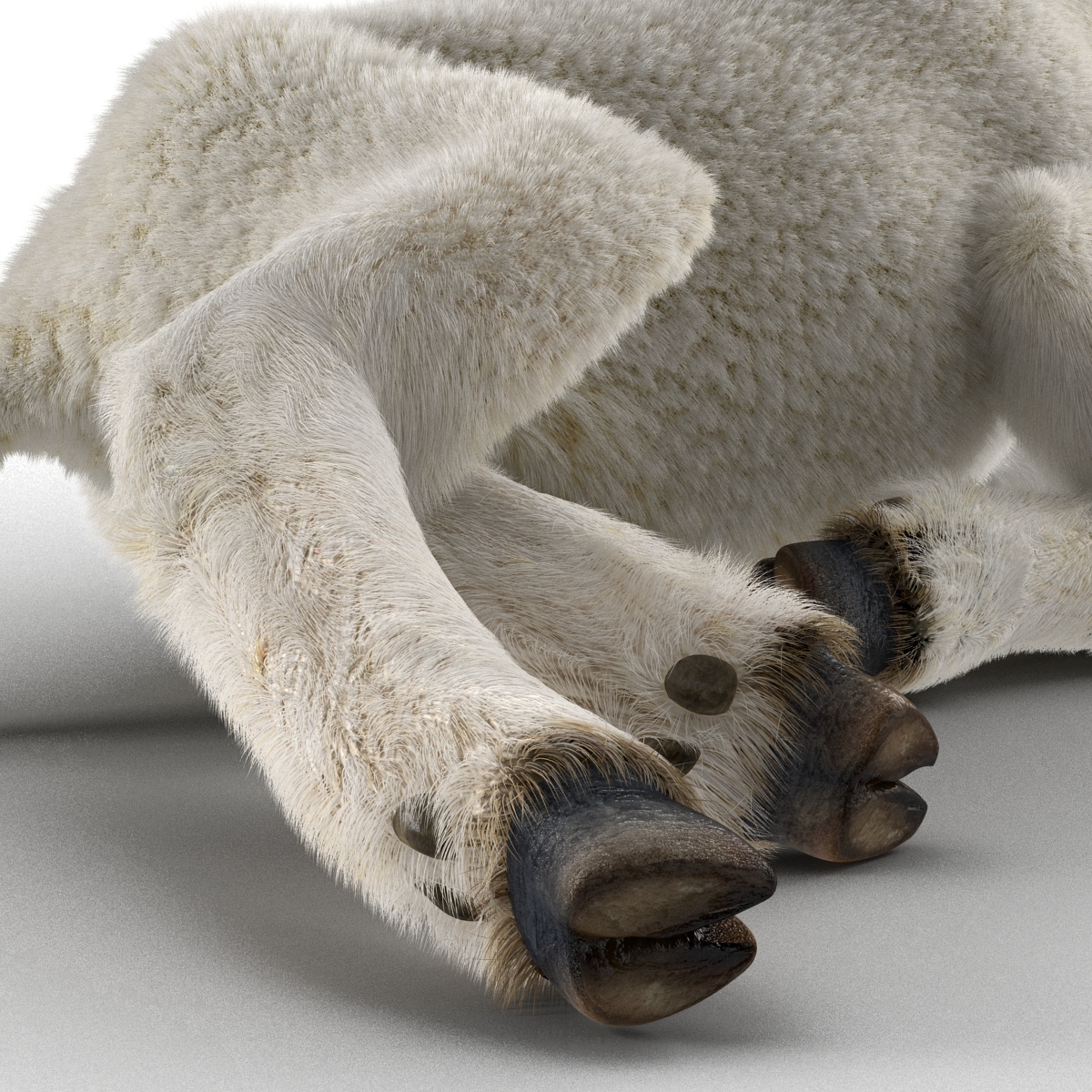 3D model Lamb Pose 4 with Fur