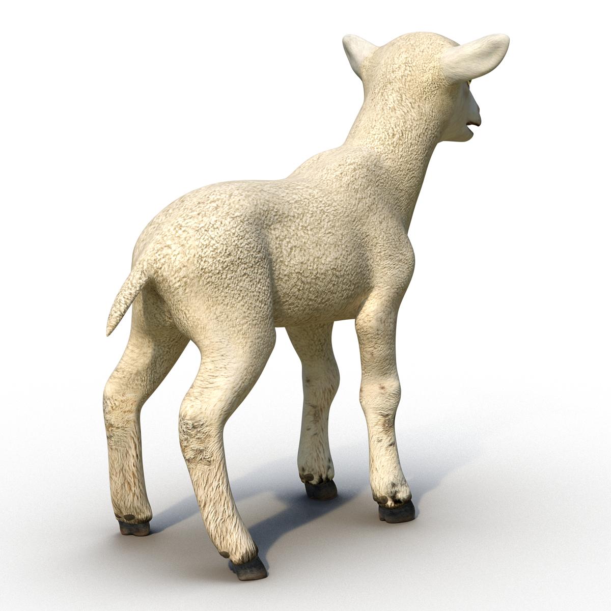 3D model Lamb