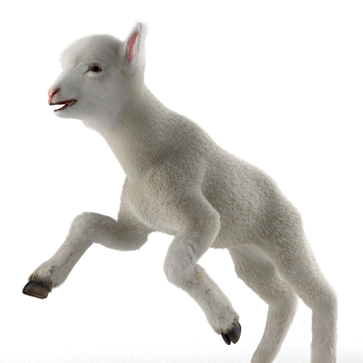 3D model Lamb Pose 3 with Fur