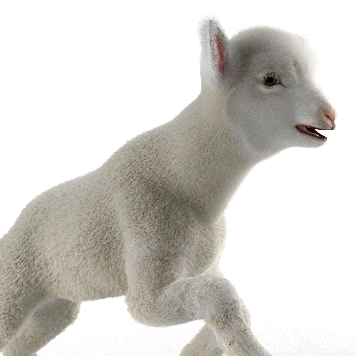 3D model Lamb Pose 3 with Fur