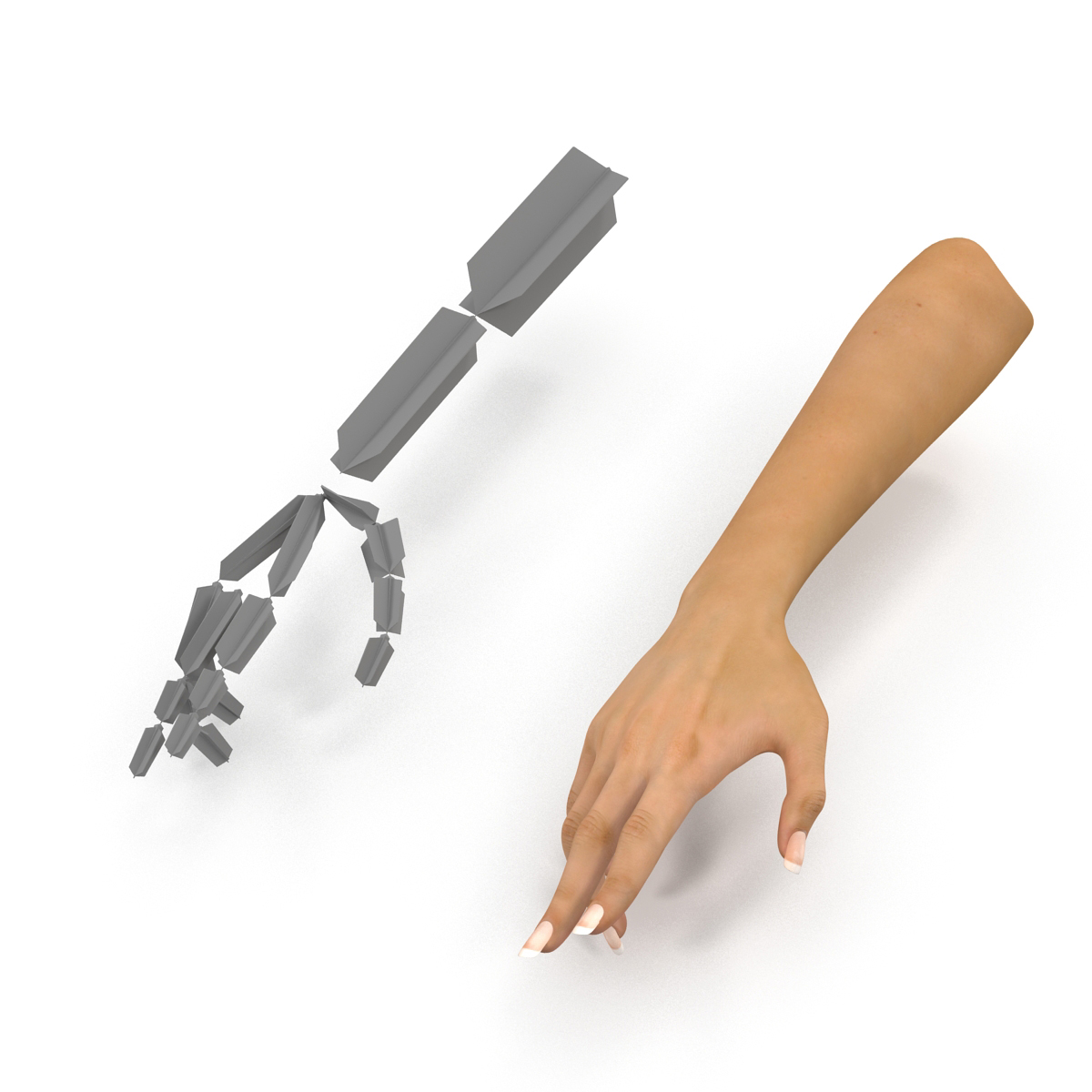 3D Female Hand Rigged model