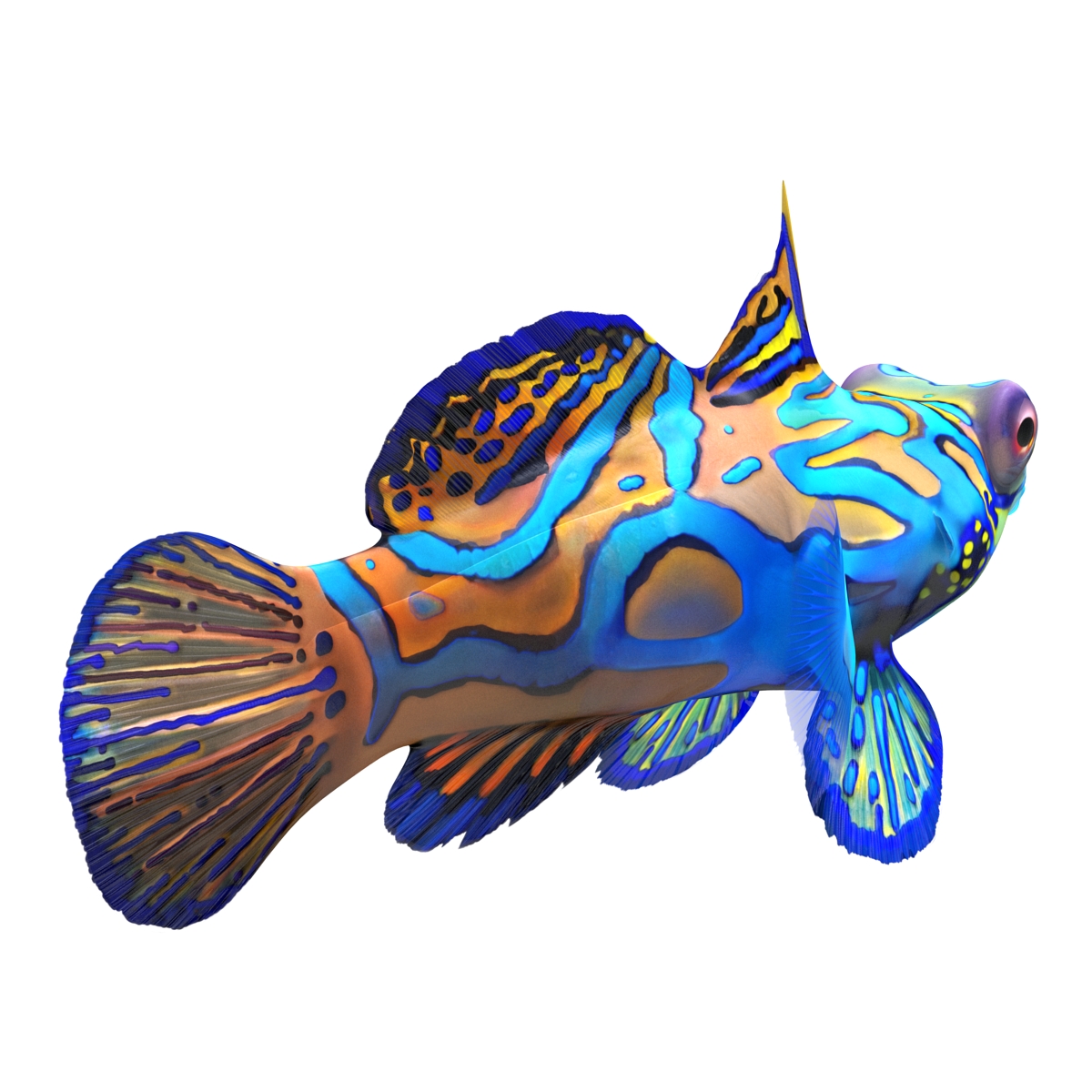 Mandarinfish Rigged 3D model