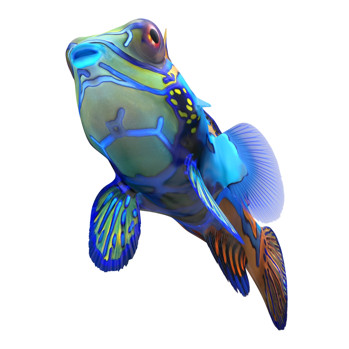 Mandarinfish Rigged 3D model