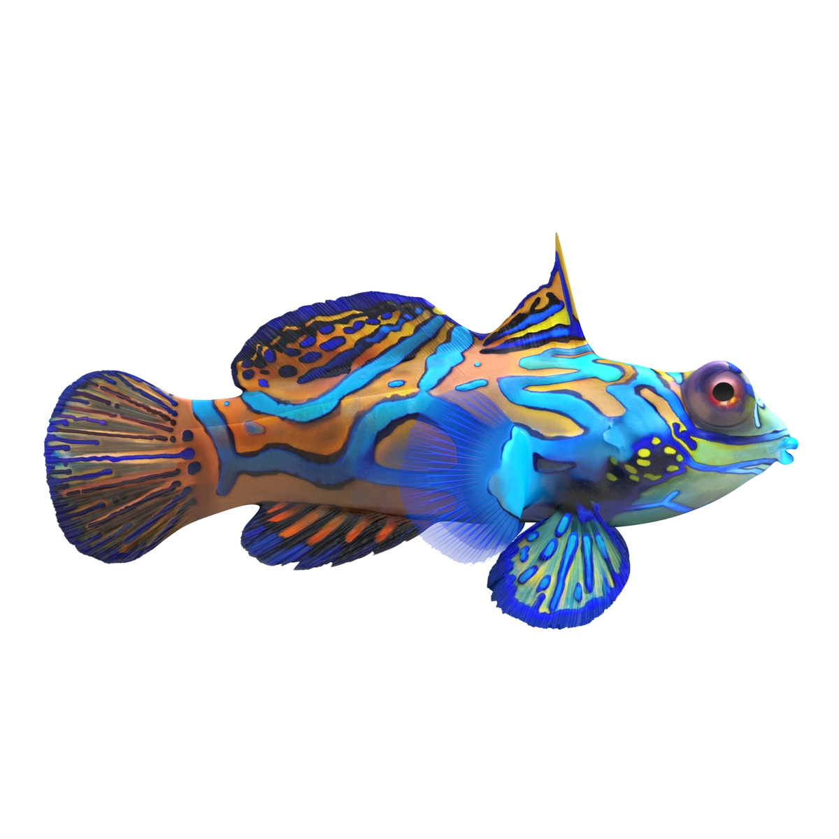 Mandarinfish Rigged 3D model