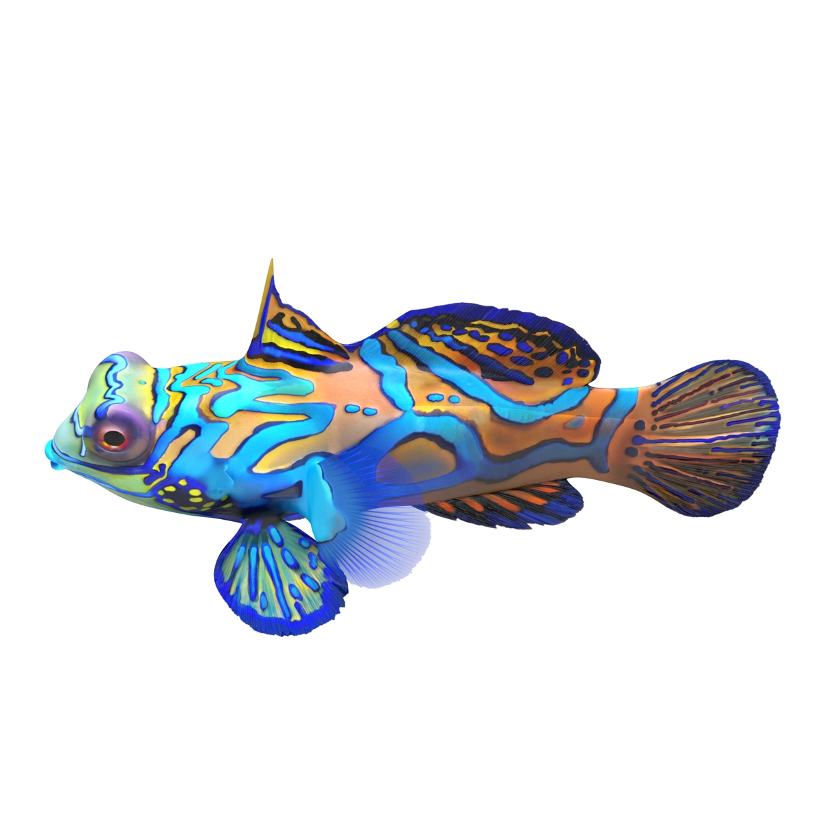 Mandarinfish Rigged 3D model