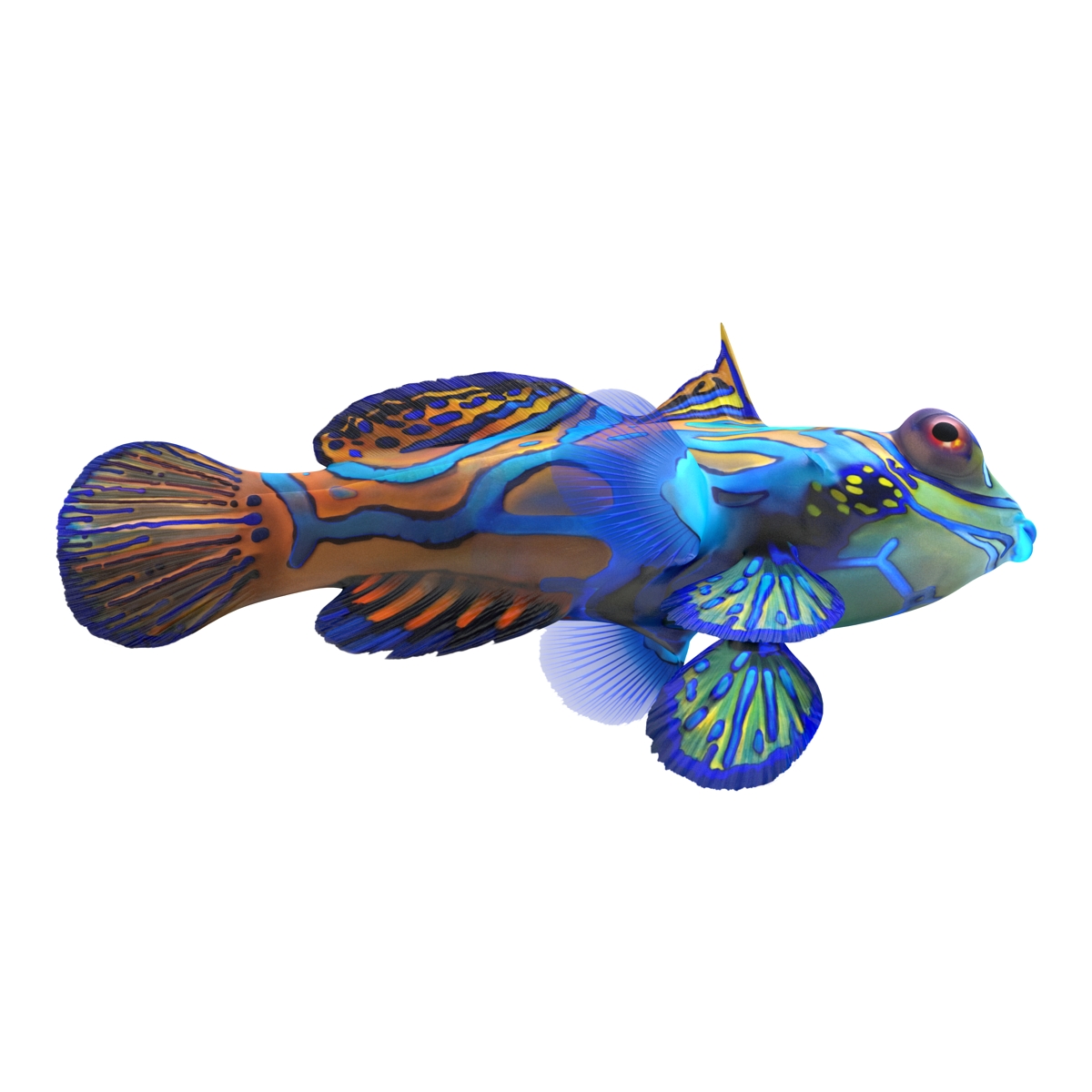 Mandarinfish Rigged 3D model