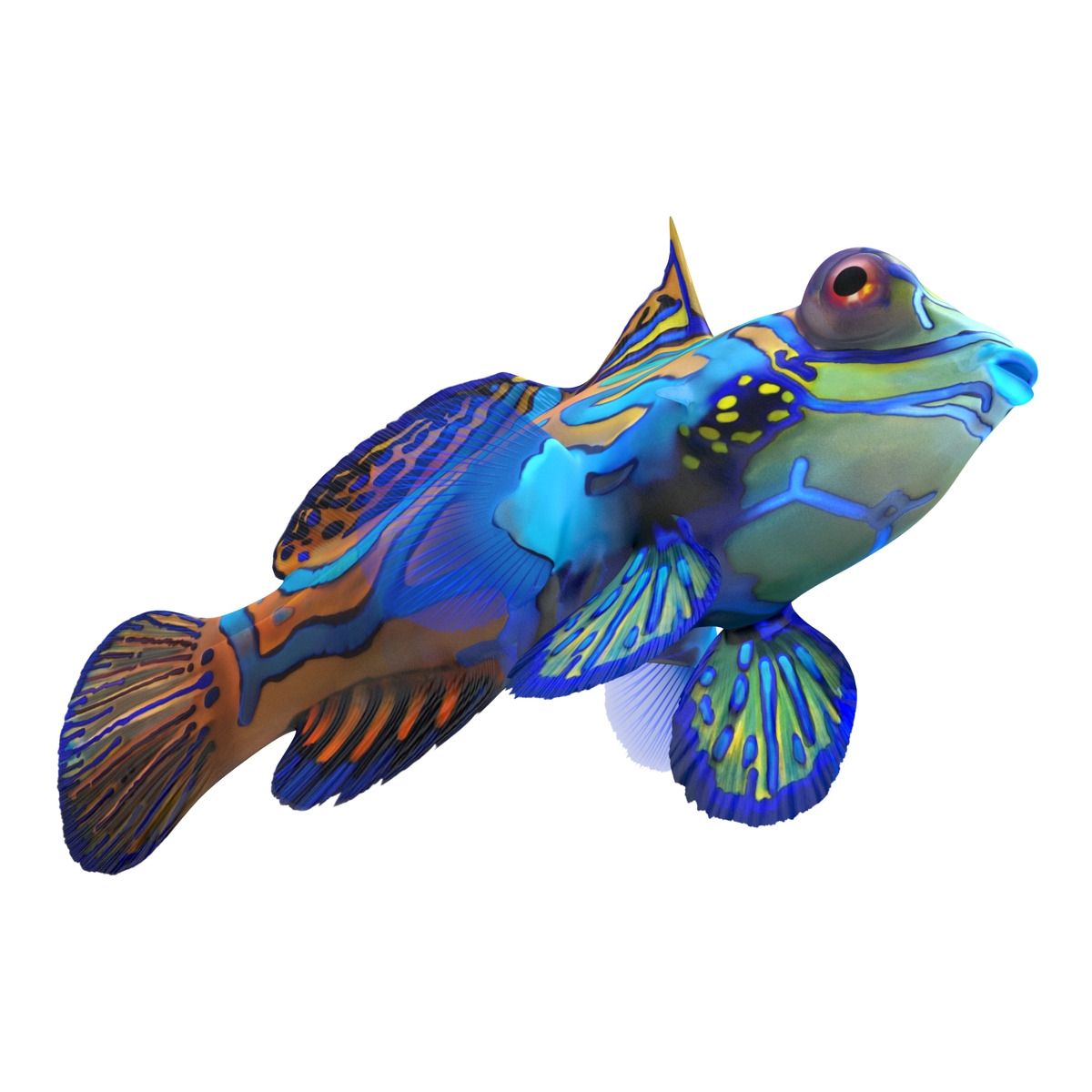 Mandarinfish Rigged 3D model