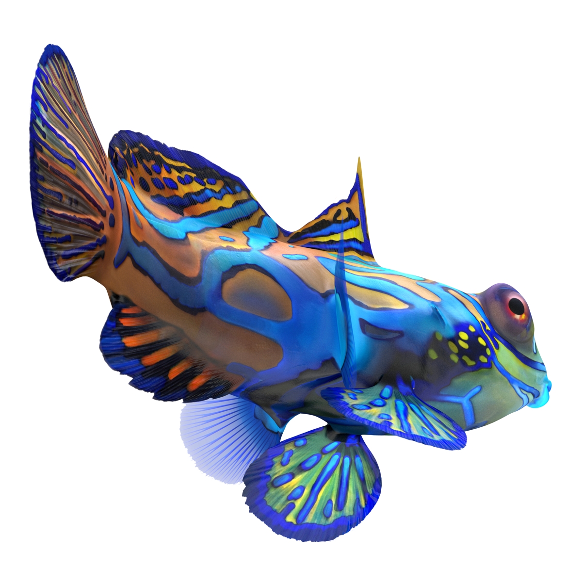 Mandarinfish Rigged 3D model