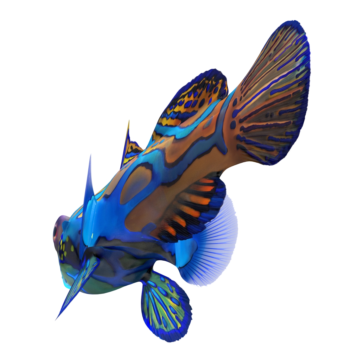 Mandarinfish Rigged 3D model