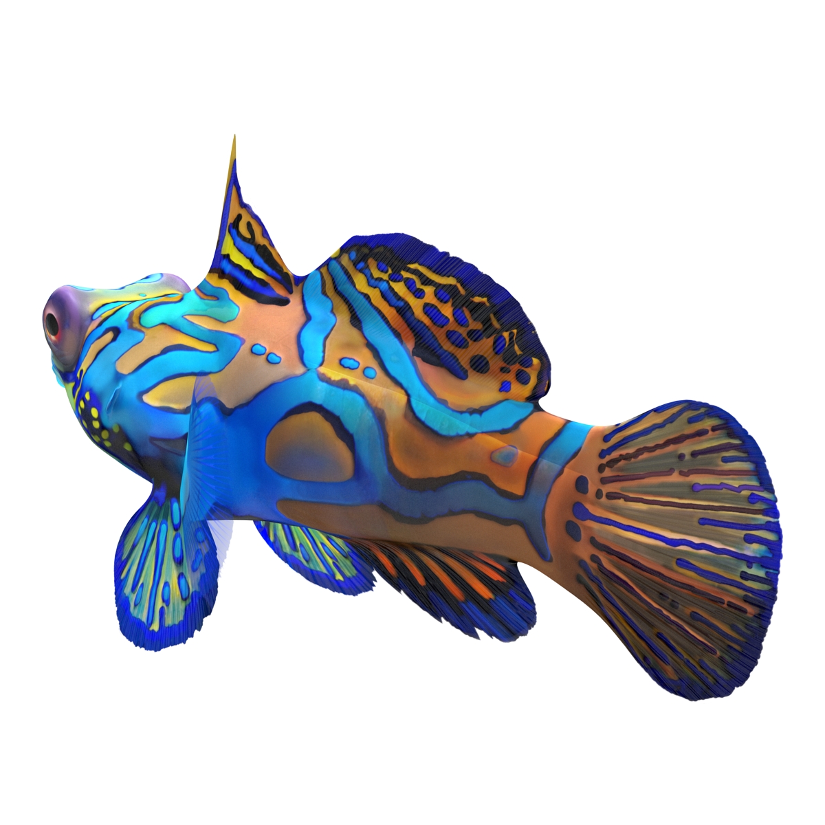 Mandarinfish 3D