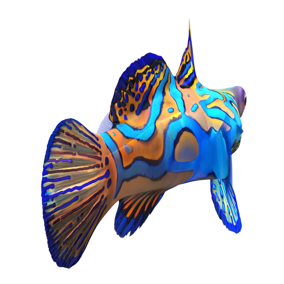 Mandarinfish 3D