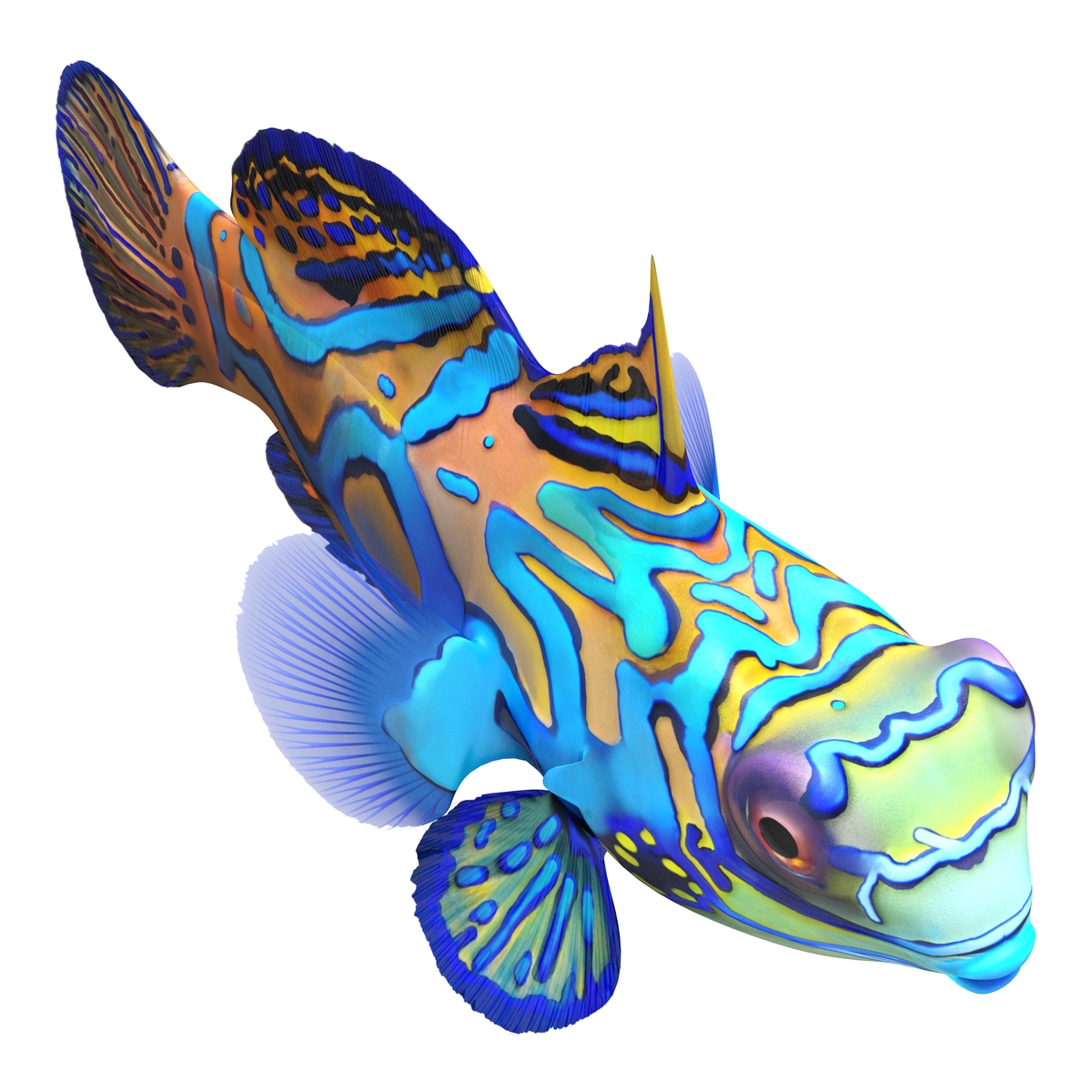 Mandarinfish Rigged 3D model