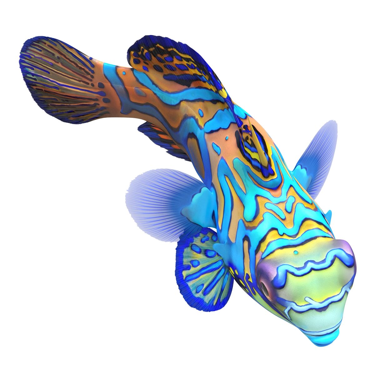 Mandarinfish Rigged 3D model