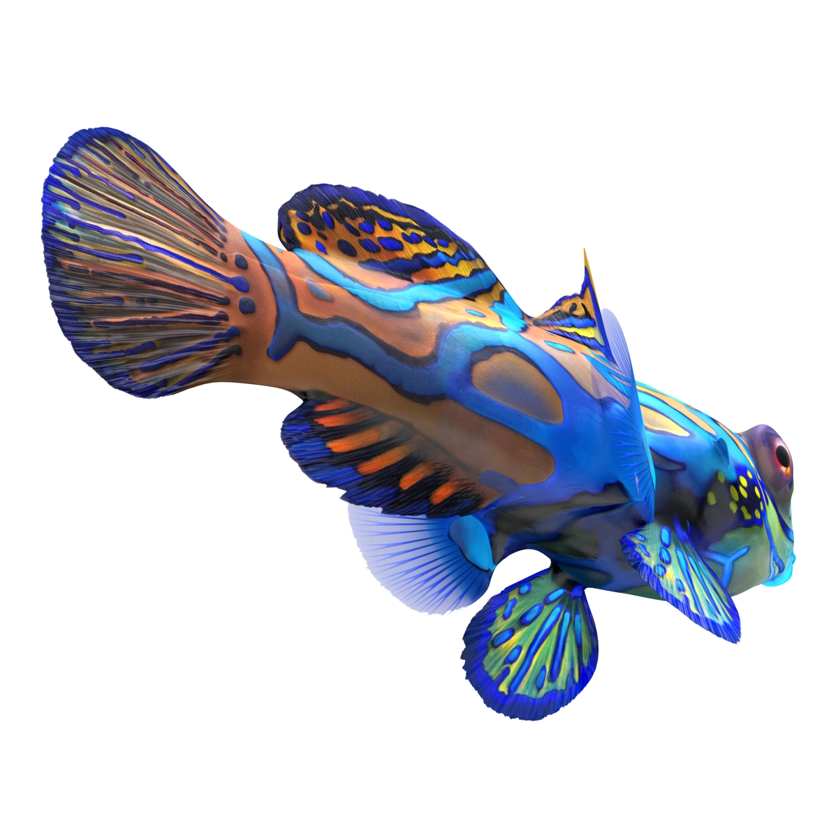 Mandarinfish 3D