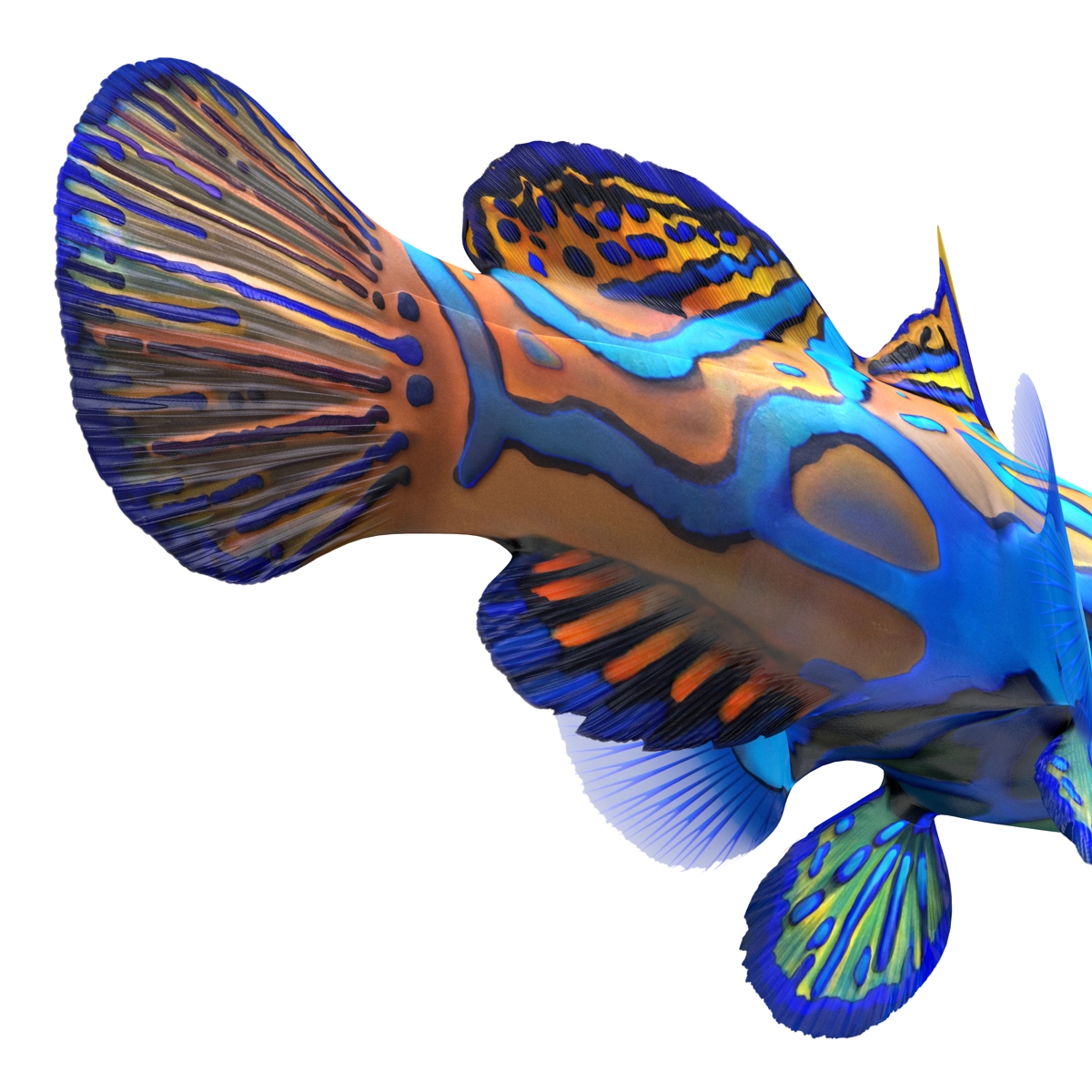 Mandarinfish Rigged 3D model