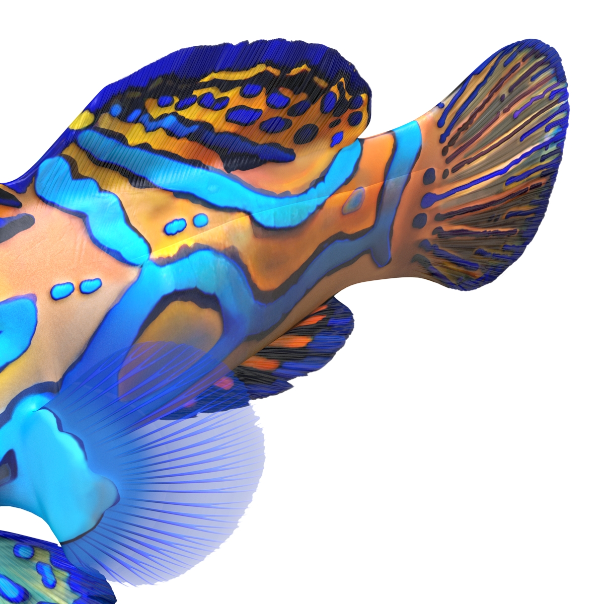 Mandarinfish 3D