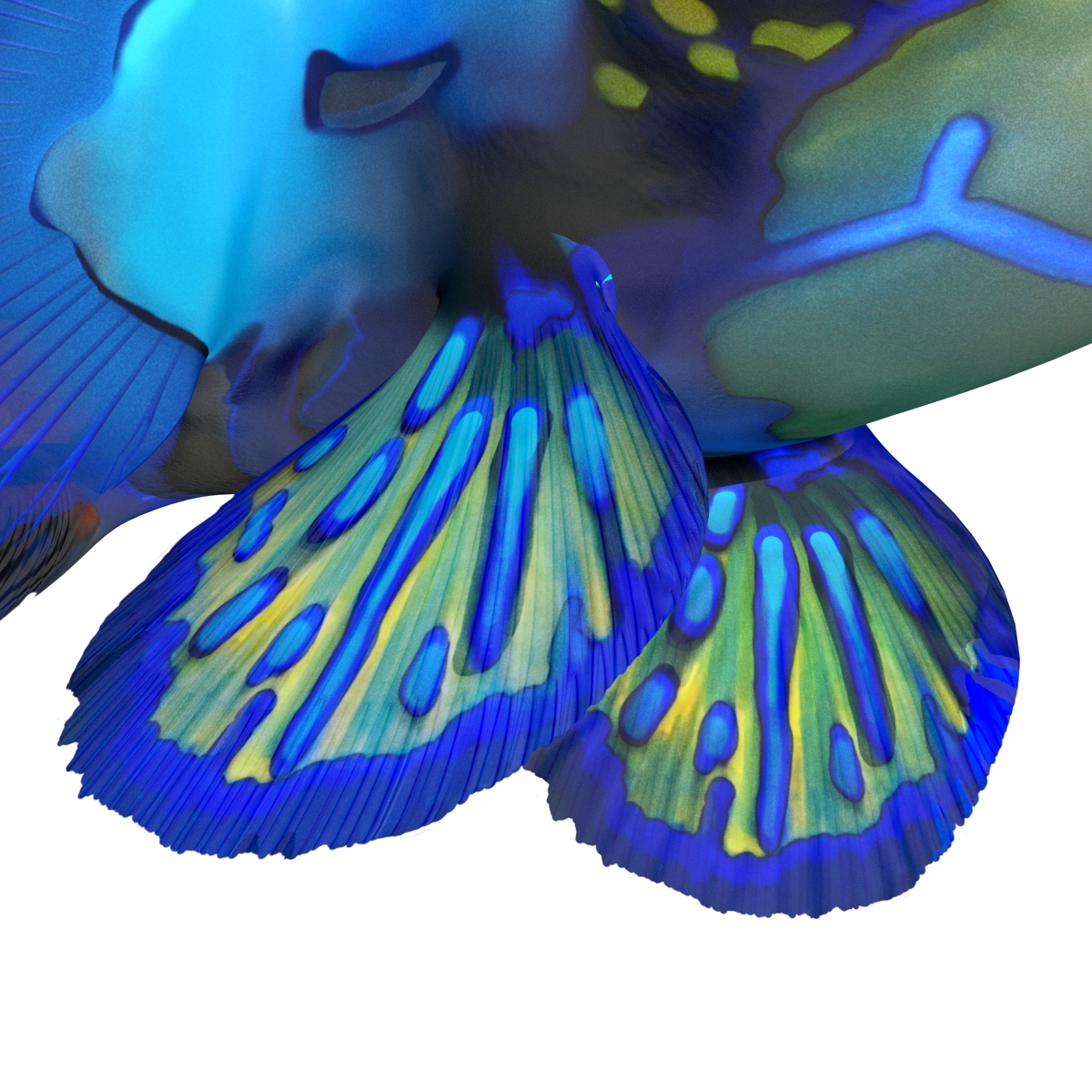 Mandarinfish Rigged 3D model