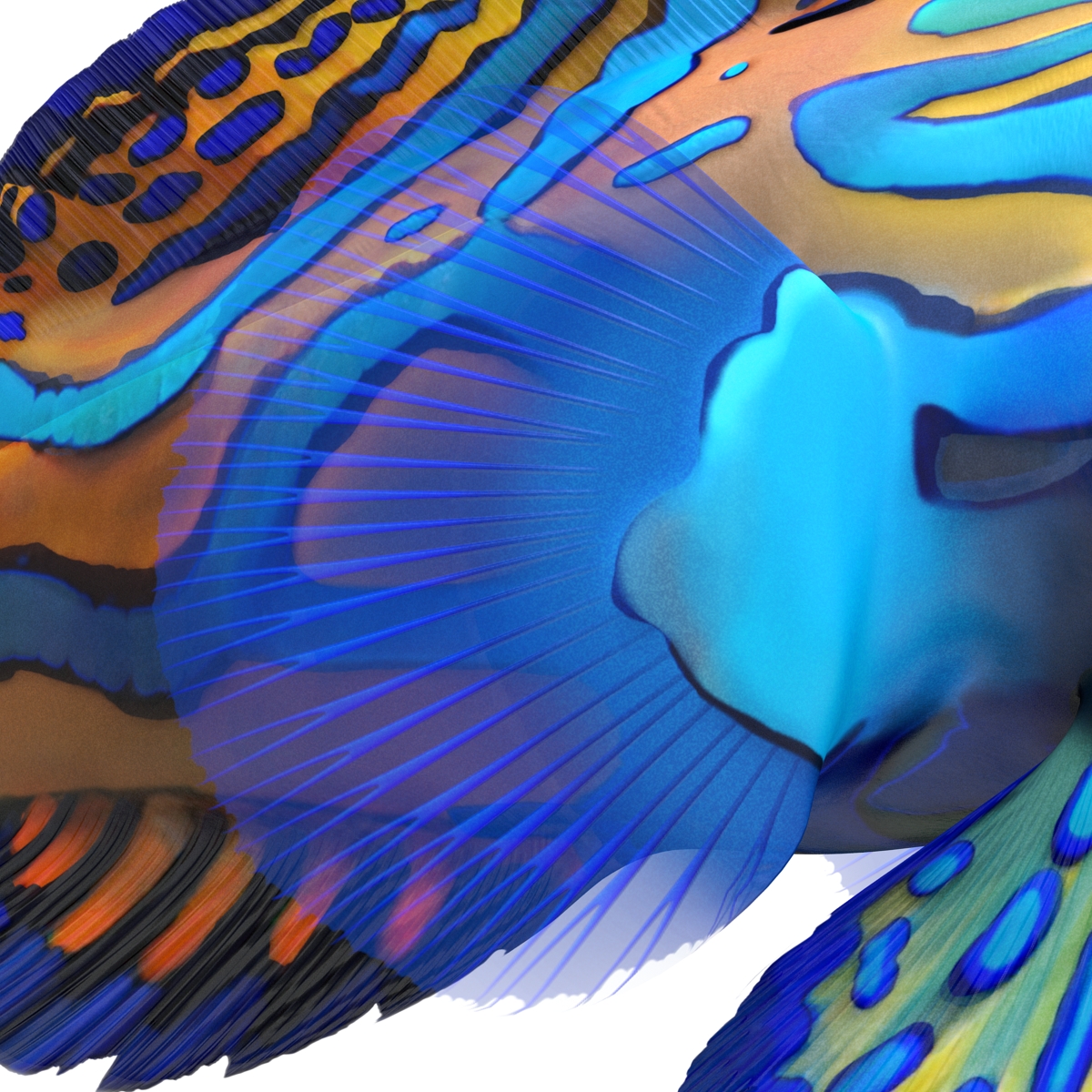 Mandarinfish Rigged 3D model