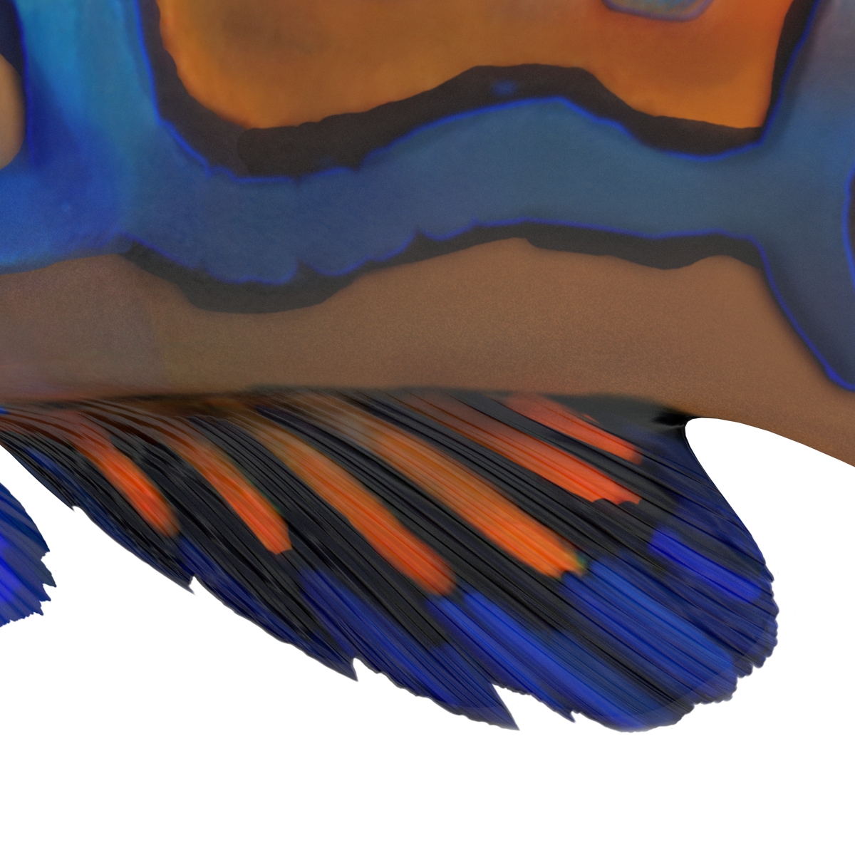 Mandarinfish 3D