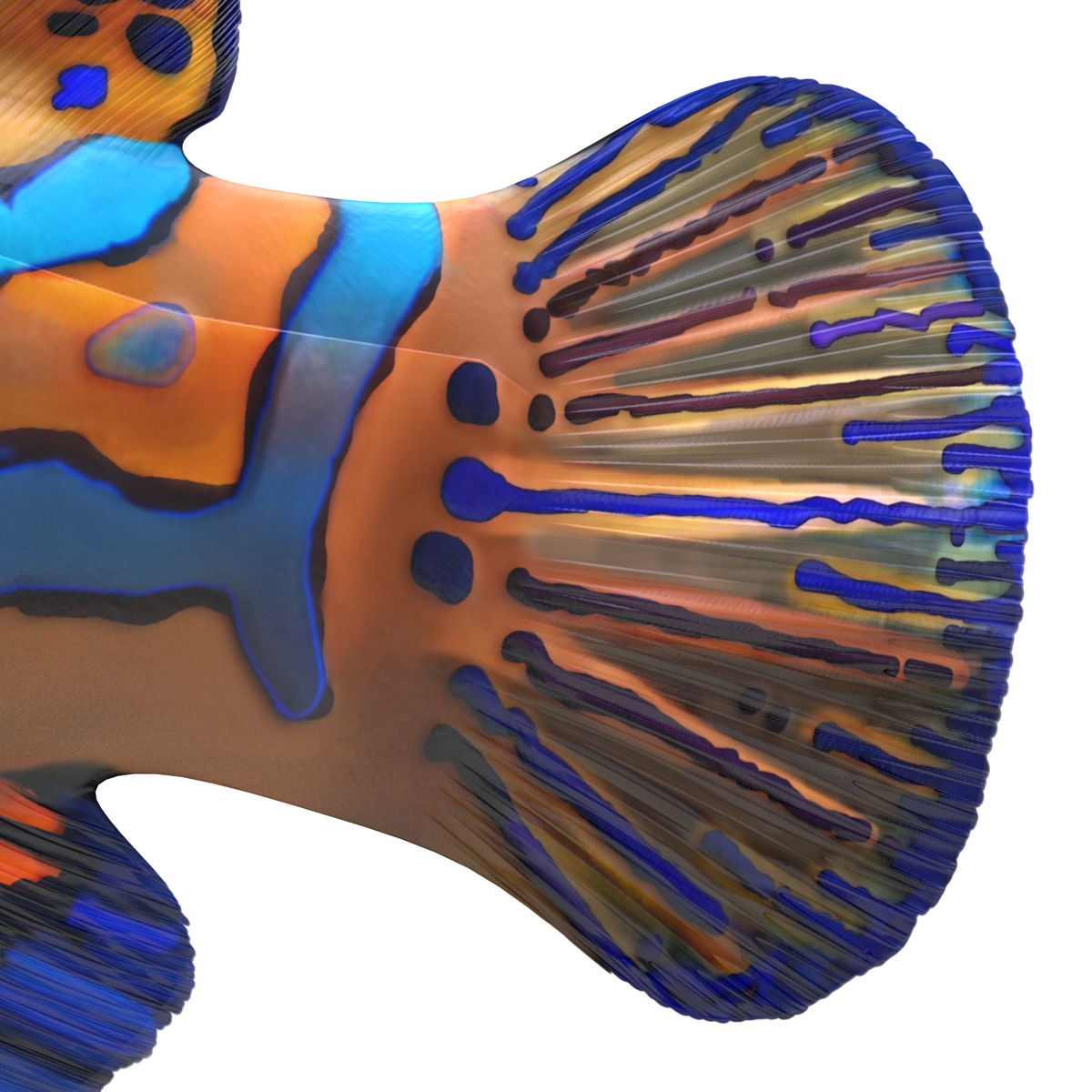 Mandarinfish 3D