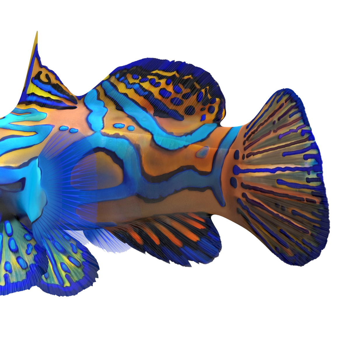 Mandarinfish Pose 2 3D model