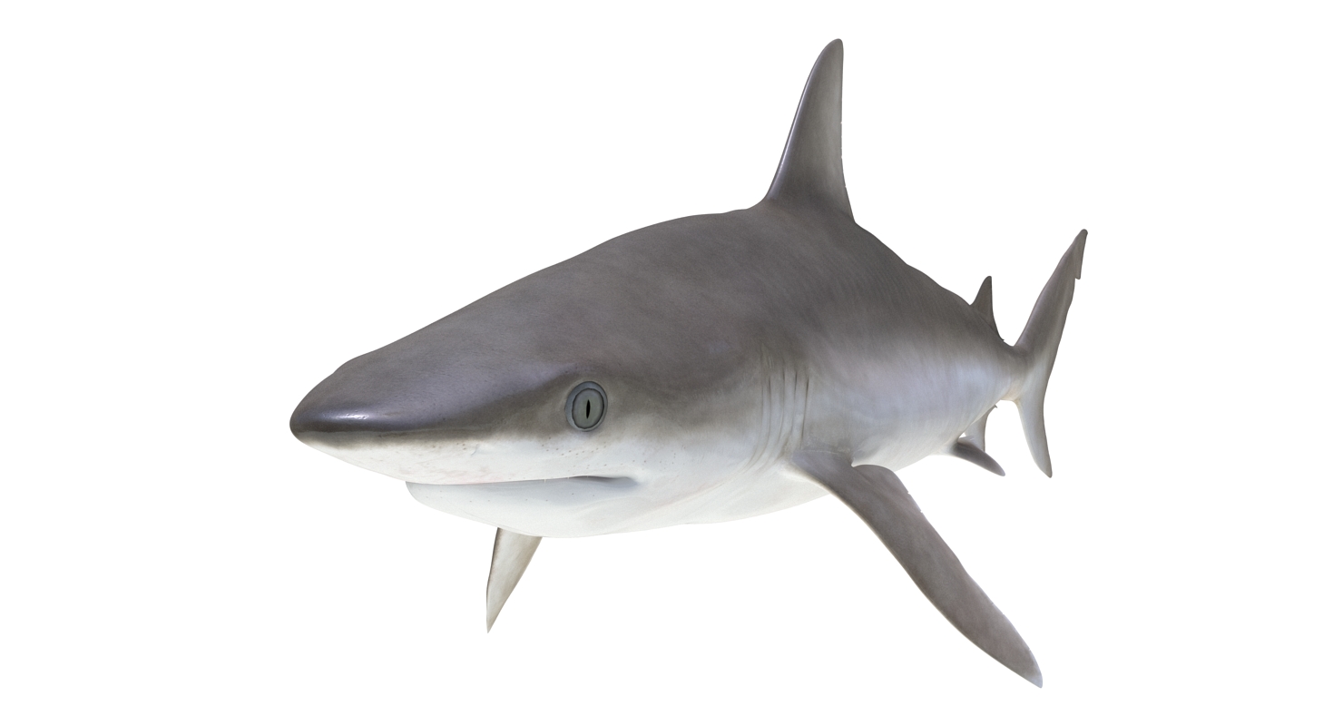 3D model Blacknose Shark