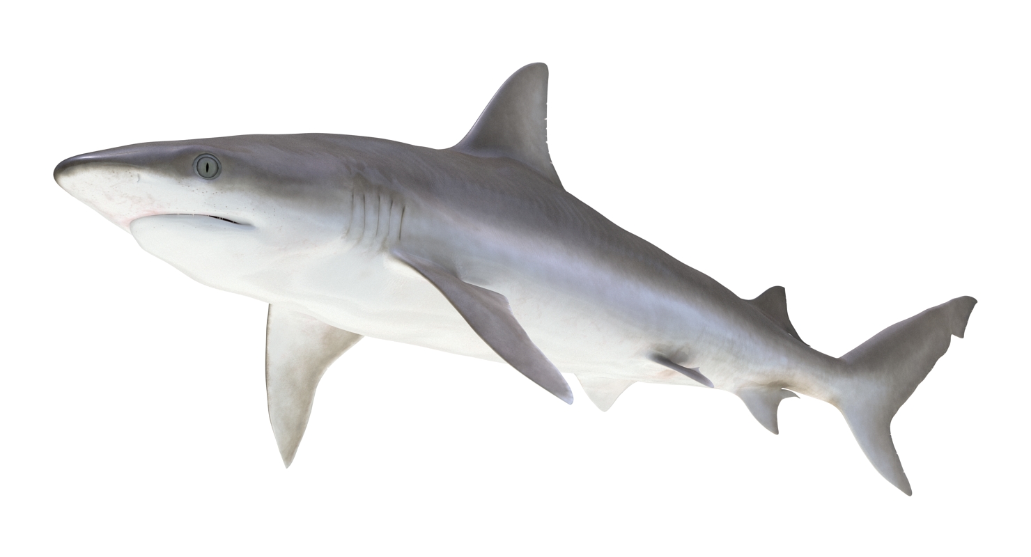 3D model Blacknose Shark