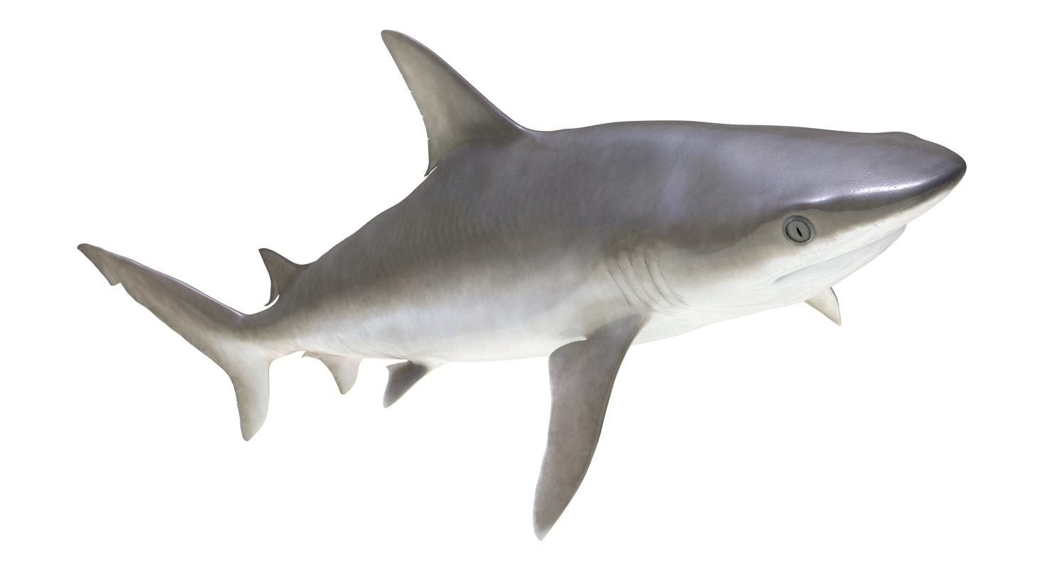 3D model Blacknose Shark